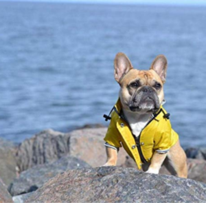 Dog Raincoat