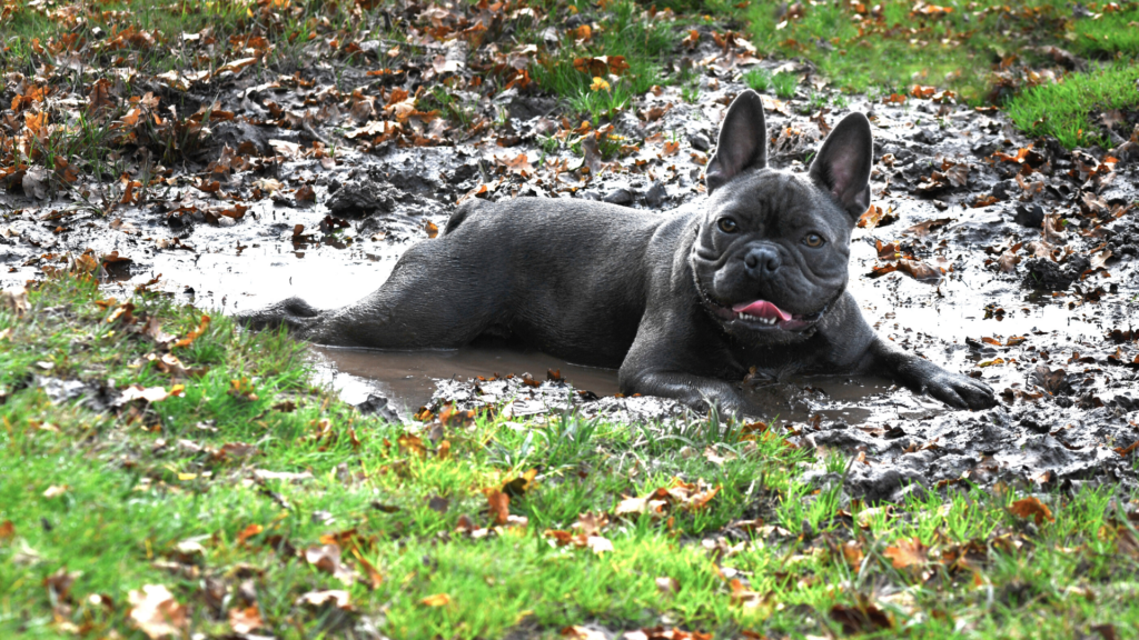 How Often Should I shower My Dog