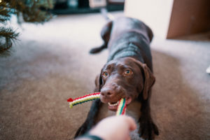 Can Playing Tug-Of-War Lead to Aggression