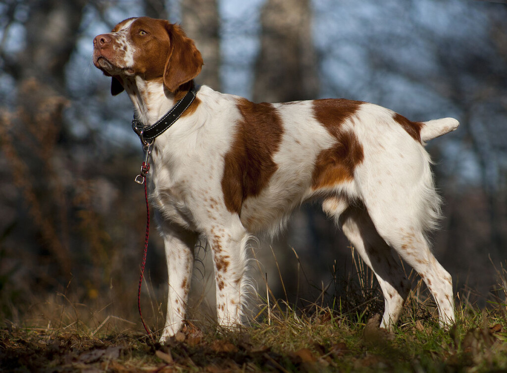 Brittany Spaniel dog Breed