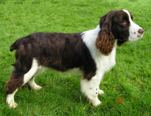 English Springer Spaniel 