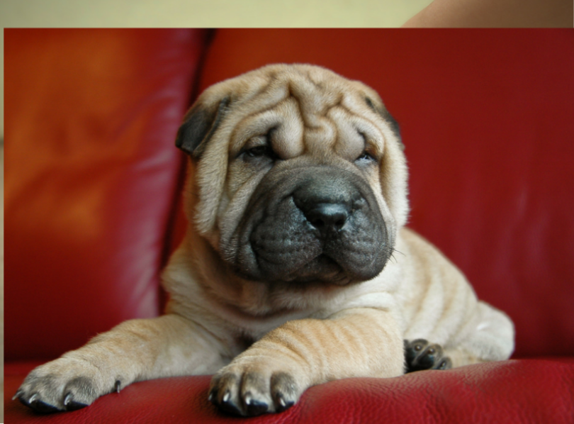 Neapolitan mastiffs puppies