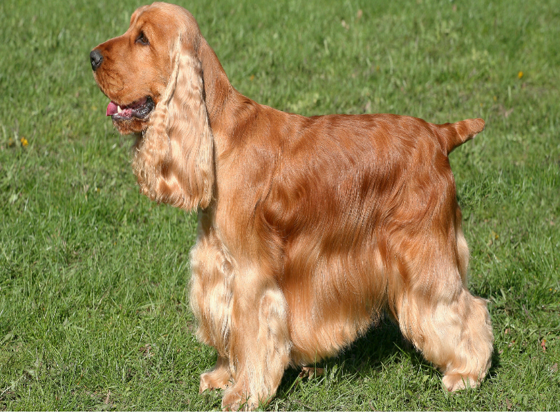 English Cocker Spaniel