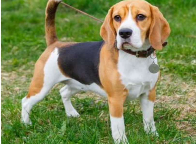 beagle Yorkie mix