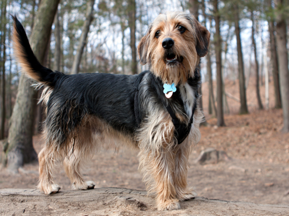 beagle Yorkie mix