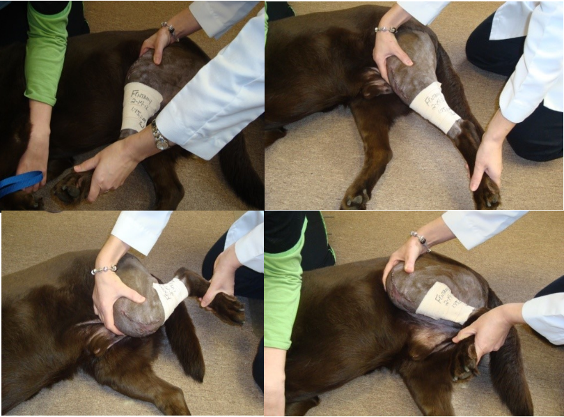 Physical Therapy On dog