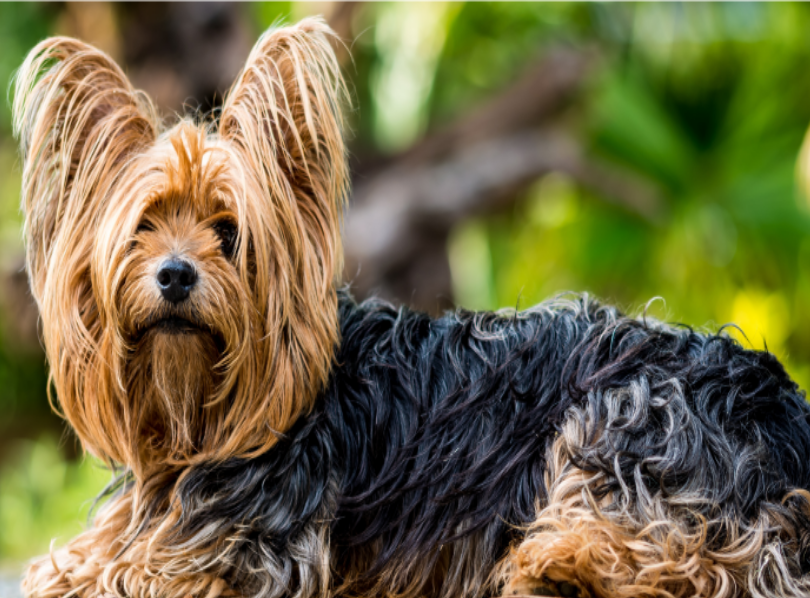 beagle Yorkie mix